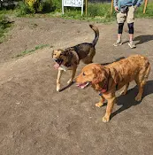 Dog Park Dog Park at 22nd & Cherry Renton