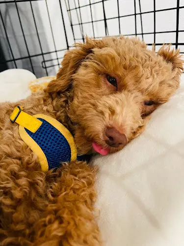 Dog day care center Emeryville Vet Hospital Berkeley