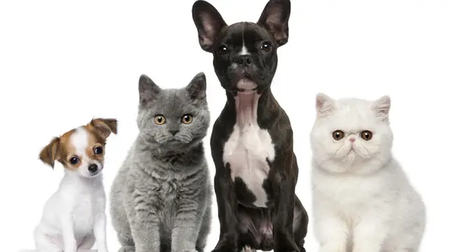 Pet boarding service Redwood Animal Hospital Fremont