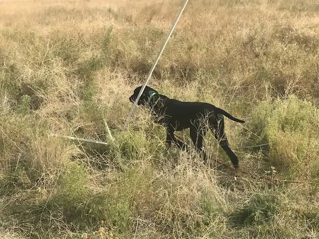 Dog breeder Reliable Kennels Yakima