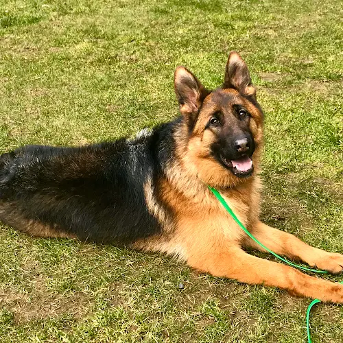 Dog breeder Vom Haus Audax German Shepherds Federal Way