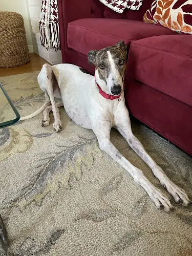 Rescue & Shelter Operation Greyhound El Cajon