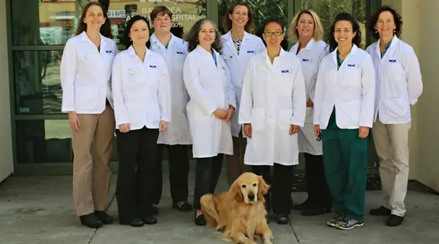 Pet vet VCA Bay Area Animal Hospital Richmond
