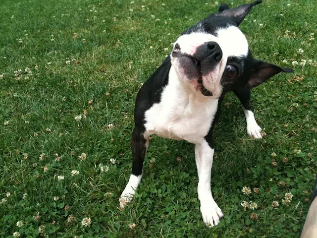 Rescue & Shelter Animal Compassion Team Fresno