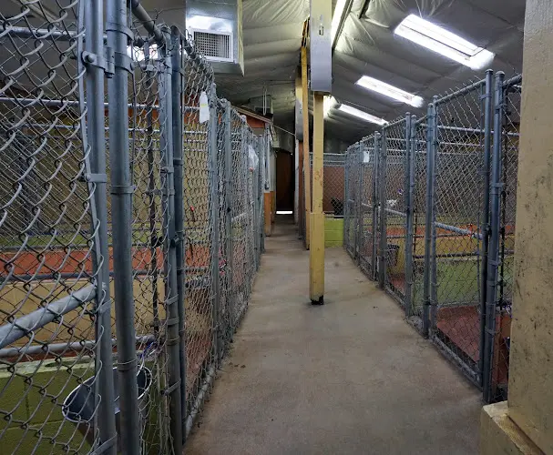Dog day care center Arcade Creek Kennels Sacramento