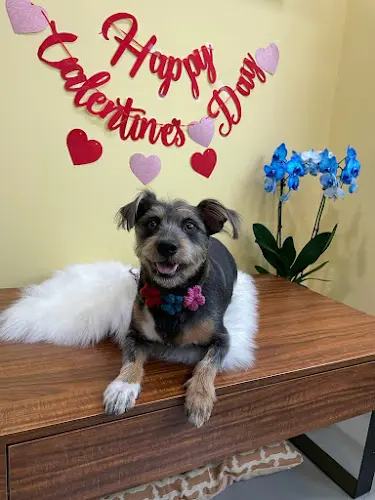 Pet boarding service Bubble Pup Salon Los Angeles