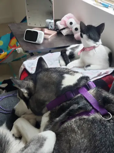 Rescue & Shelter Caring Friends Cat Rescue Santa Ana