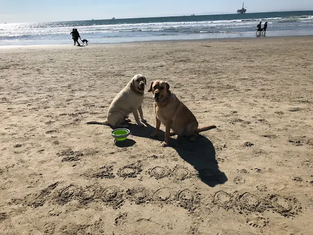 Dog Park Huntington Beach Dog Beach Huntington Beach