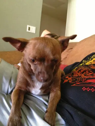 Dog breeder Chico Paws and Claws Chico