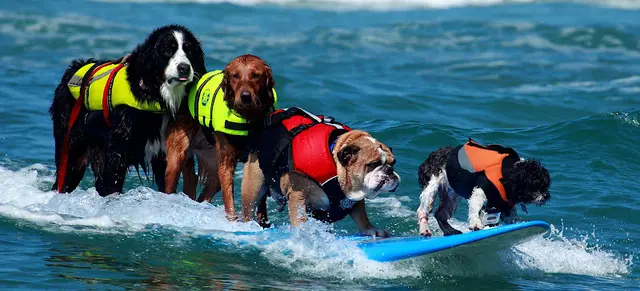 Rescue & Shelter Surf Dog Ricochet (Puppy Prodigies) San Marcos