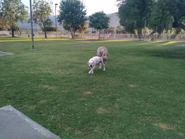 Dog Park Civic Center Dog Park Indio