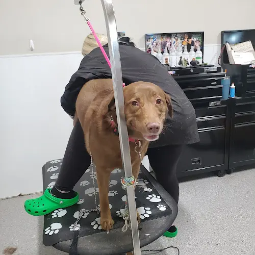 Dog Grooming Bark Avenue Pet Supplies and Grooming Sacramento