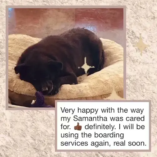 Pet boarding service Eco Dog Care LA Los Angeles