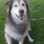 Pet vet Deo J S Chula Vista