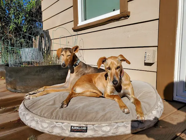 Dog Grooming Chez Jeanne Dog and Cat Grooming Santa Rosa