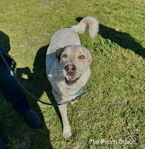 Dog trainer The Pooch Coach Richmond