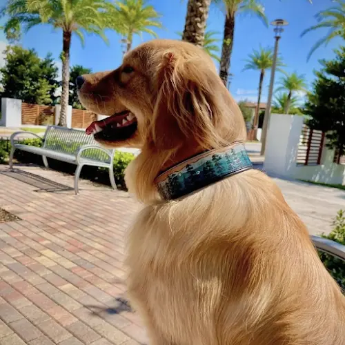 Pet boarding service Kokolati Leather: Dog Collars & Leather Accessories Escondido
