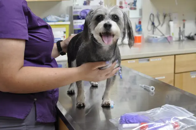 Pet vet Midtown Veterinary Hospital Sunnyvale