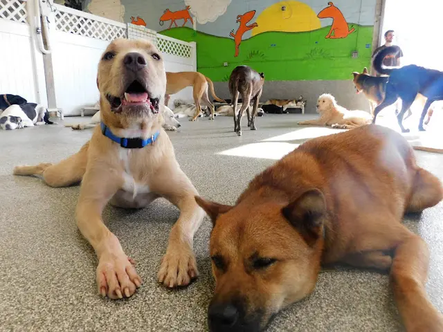 Dog trainer WagVille Los Angeles