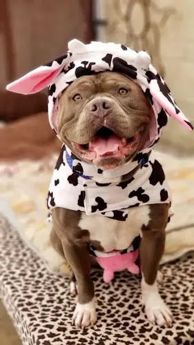 Rescue & Shelter DR Doghouse Bully Crew Rescue Inglewood