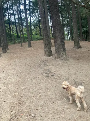Dog Park Mt Tabor Off Leash Dog Park Gresham
