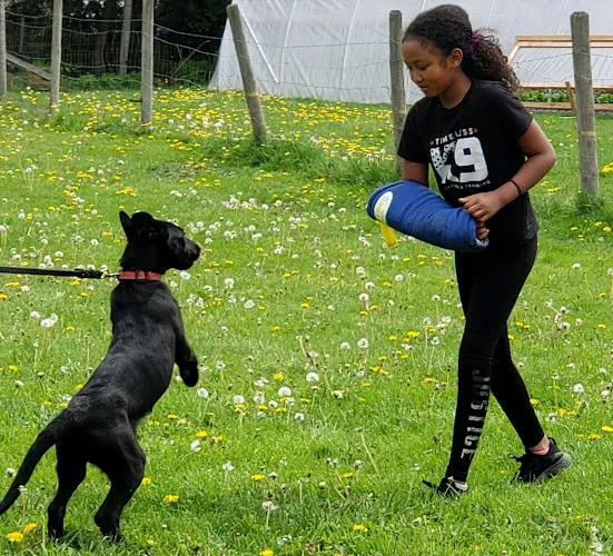 Dog trainer TIMELESS K9 BOARDING AND TRAINING Tacoma