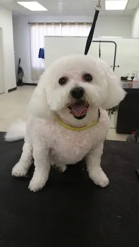 Dog Grooming Paws Grooming Salon Santa Rosa