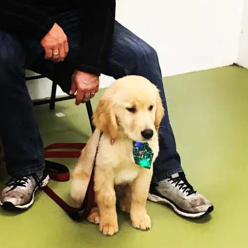 Dog trainer Victoria's Elite Dog Training Services Bellingham