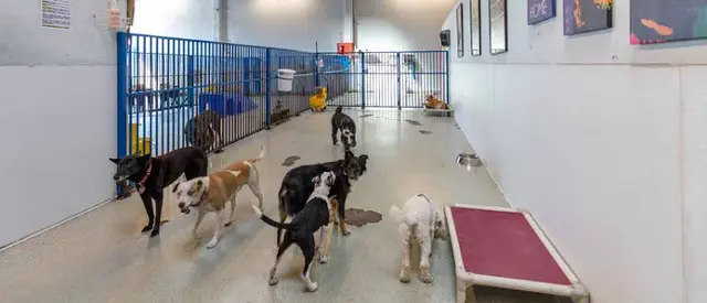 Dog day care center Fog City Dogs San Francisco