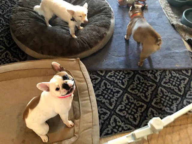Pet boarding service Nini's Doggy Daycare, Boarding & Paw Spa Indio