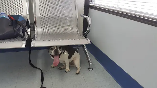 Pet vet Paws N Claws Veterinary Hospital Anaheim
