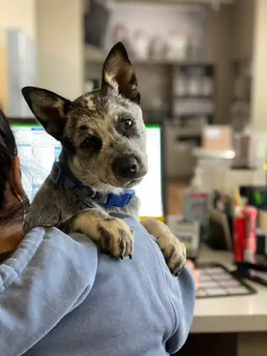 Dog day care center VCA Blossom Hill Animal Hospital San Jose