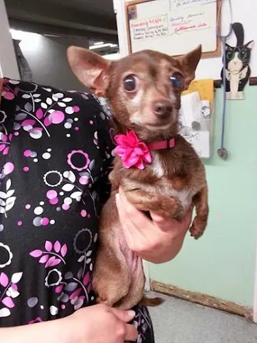 Dog day care center Alta Loma Animal Hospital Rancho Cucamonga