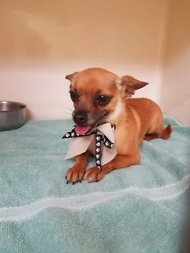 Pet boarding service Mountain Avenue Animal Hospital Ontario