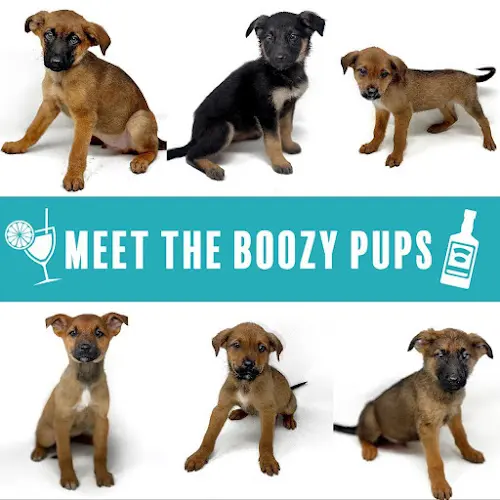 Rescue & Shelter DPS Rescue Sunnyvale