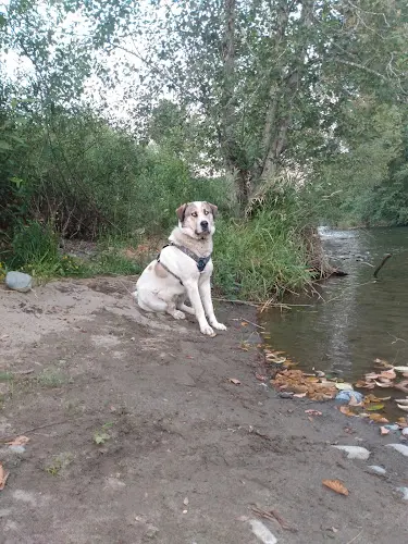 Dog Park Maplewood Roadside Park Renton