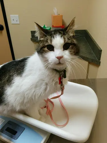 Pet vet Arroyo Veterinary Center Livermore