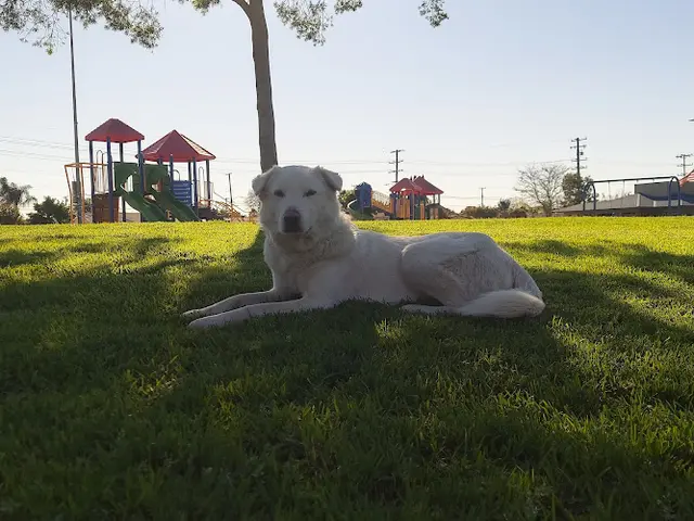 Dog Park Vista Verde Park Norwalk