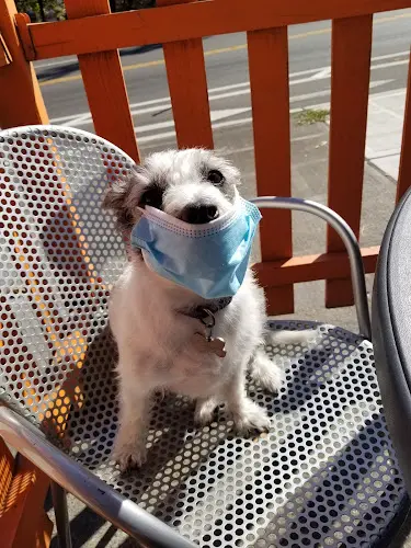 Rescue & Shelter Paws In The Park Seattle