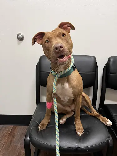 Pet vet Palm Desert Pet Hospital Indio