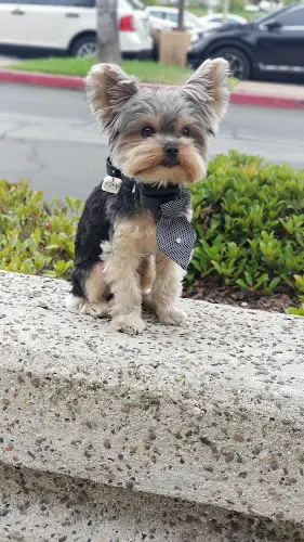 Dog trainer PetStop Warehouse Mission Viejo