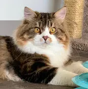 Rescue & Shelter Shaded Sky Siberians Vancouver