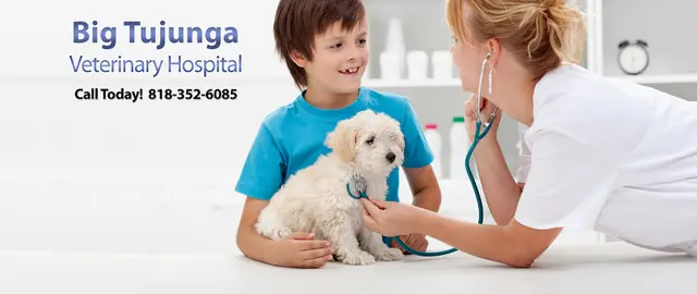 Pet vet Big Tujunga Vet Hospital Glendale