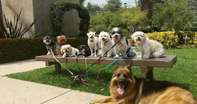 Dog trainer The Pet Whisperers Escondido