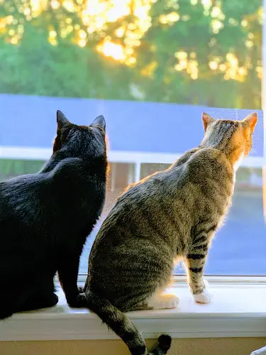 Pet vet GreenTree Veterinary Service Santa Monica