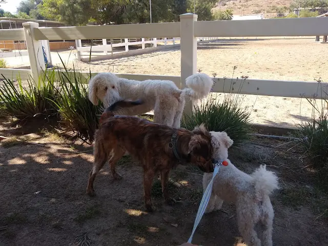 Pet boarding service Liz Bolton Stables San Marcos