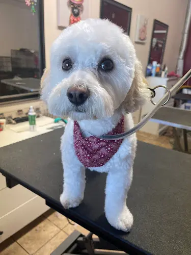 Dog Grooming Superior Pet Grooming Sacramento