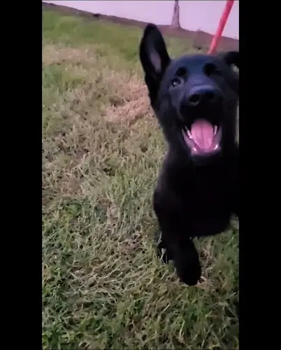 Dog breeder Pup Up Hooray Orange