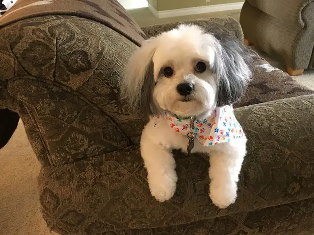 Dog Grooming The PetSpaw Pet Grooming Eugene