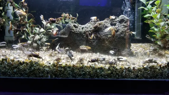Dog trainer Caesar's Tropical Fish Factory Santa Rosa